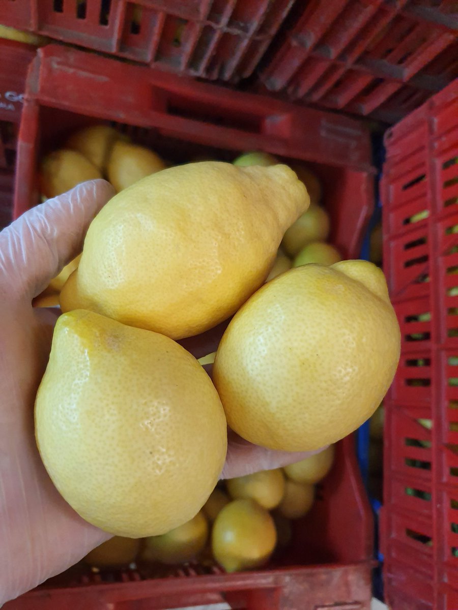 LucecoFruits's tweet image. Otro motivo más para consumir ecológicos...
freshplaza.es/article/922989…    
#lucecofruits #organic #citrus #lemons #oranges #clementines #spain #growers