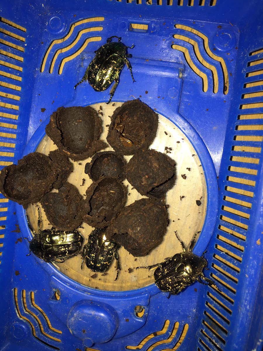 ハナムグリ飼育