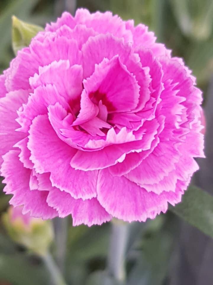 Trendy Dianthus!
Visiting growers 💪😍 
#trendy #dianthus #flowers #work #passion