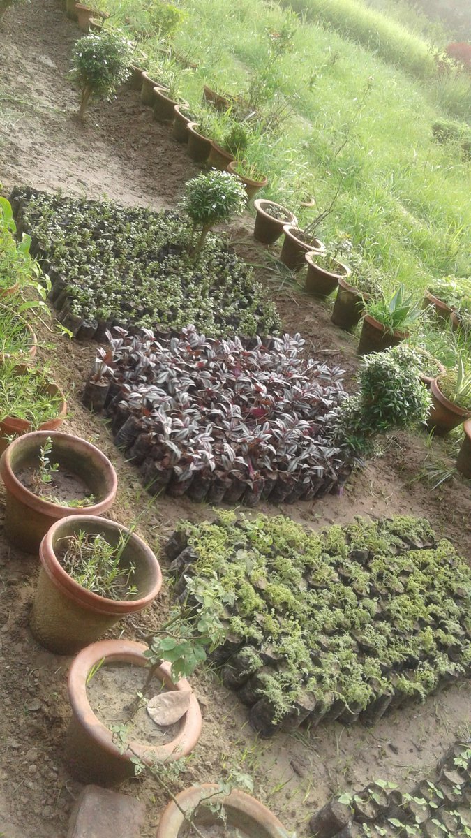 _SHUKLAS's tweet photo. @beingpriyanka15 Ma'am it's our campus plant nursery 🌴🍀🌱🌲🍃 #LifewithNature https://t.co/fi3MSZkCvh