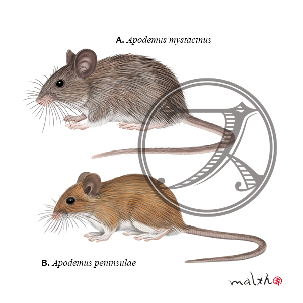動物イラストのtwitterイラスト検索結果 古い順 動物イラストのtwitterイラスト検索結果 古い順