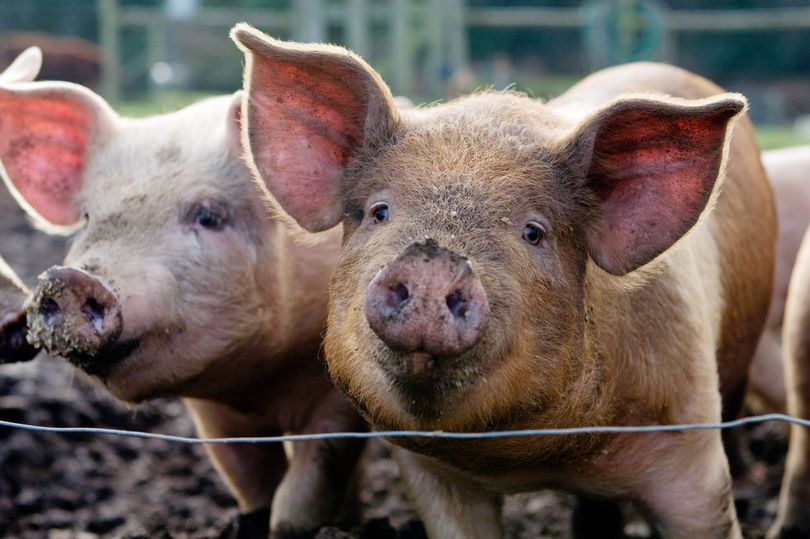 'No imminent risk of new pandemic' as new virus is found in pigs, expert claims