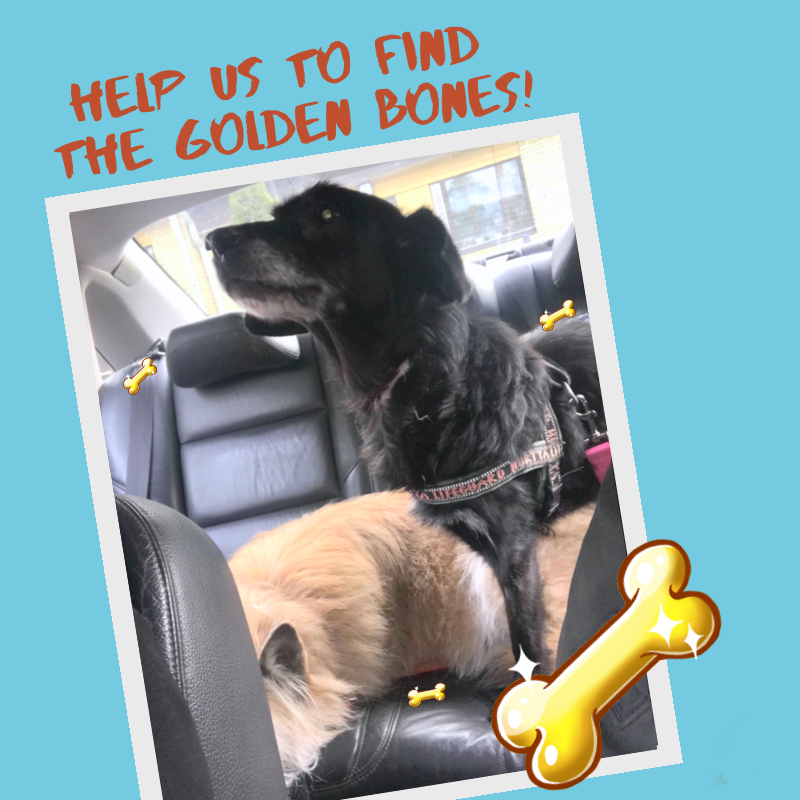MatchingMutts's tweet photo. Searching for the golden bones was hard. Help us to find it. They real guud!
πCheck in: at my mom's car
#MatchingMutts #Doggogame #doggame #goldenbones #helpme #hungry #goodboi #Krom #handsome #tripawd #comingsoon https://t.co/xu2cAfrIZA