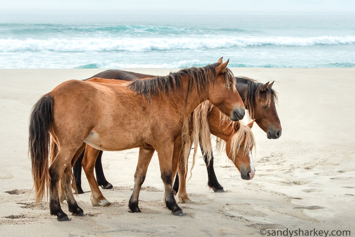 sablewildhorse's tweet photo. 'Three by the Sea'.  With the Atlantic Ocean as a backdrop,  wild horses appeared through the fog on remote Sable Island.  Here, freedom is king.  The horses are 100 % protected.  More images and prints https://t.co/JOkWylHudW
#wildhorsesofsableisland #sableisland #ThePhotoHour https://t.co/SLM1KtZ87V