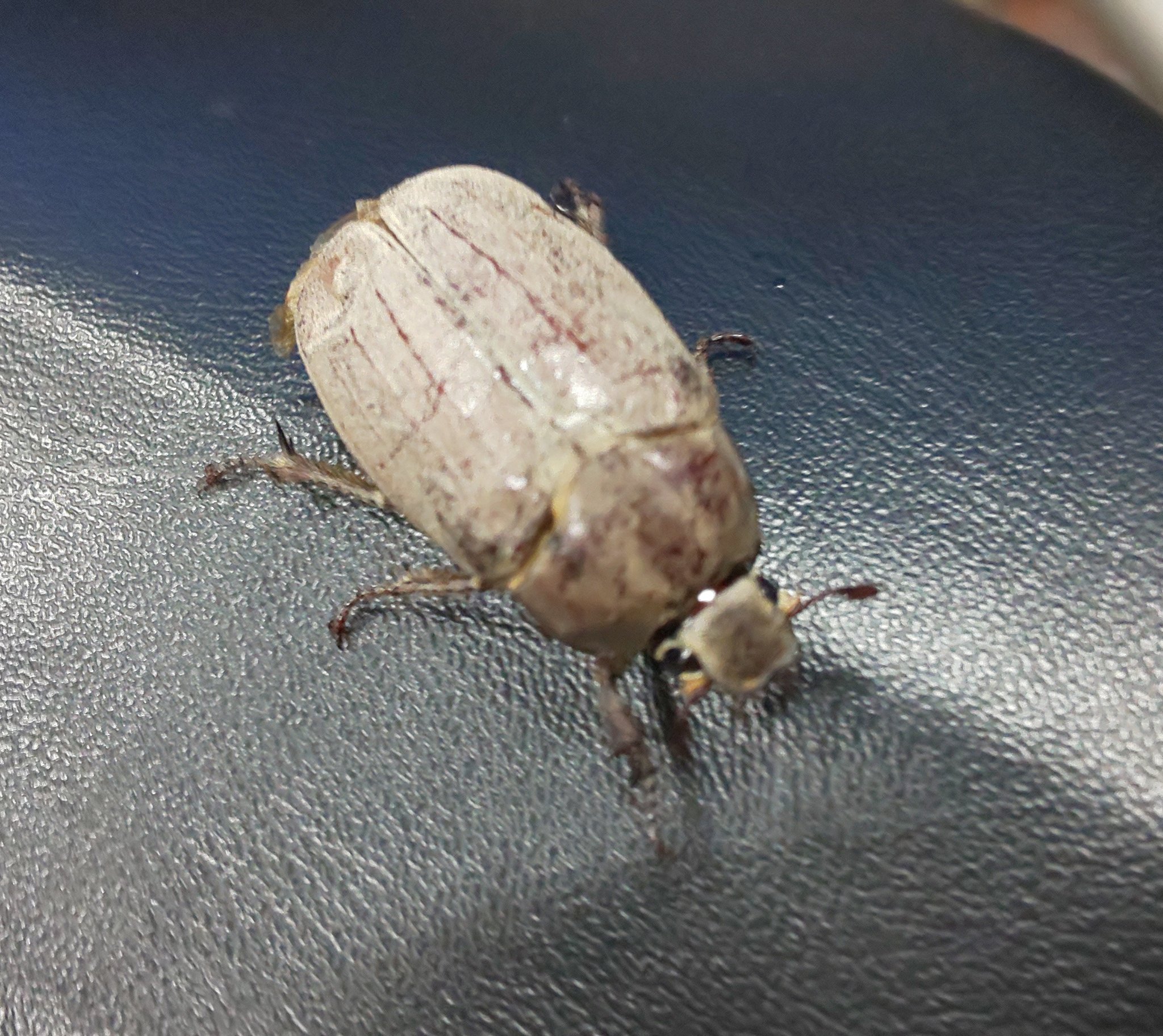 そらまめくん Papo Papo マンションに着いて 自転車を止めようとしたら あお向けでバタバタしてた虫 てっきりセミの幼虫が出てきたのかと思ったら キミは誰だ カナブンってヤツかな いや コガネムシか カナブンは益虫だったっけ 背中の そらまめくん Papo Papo マンションに着いて 自転車を止めようとしたら あお向けでバタバタしてた虫 てっきりセミの幼虫が出てきたのかと思ったら キミは誰だ カナブンってヤツかな いや コガネムシか カナブンは益虫だったっけ 背中の