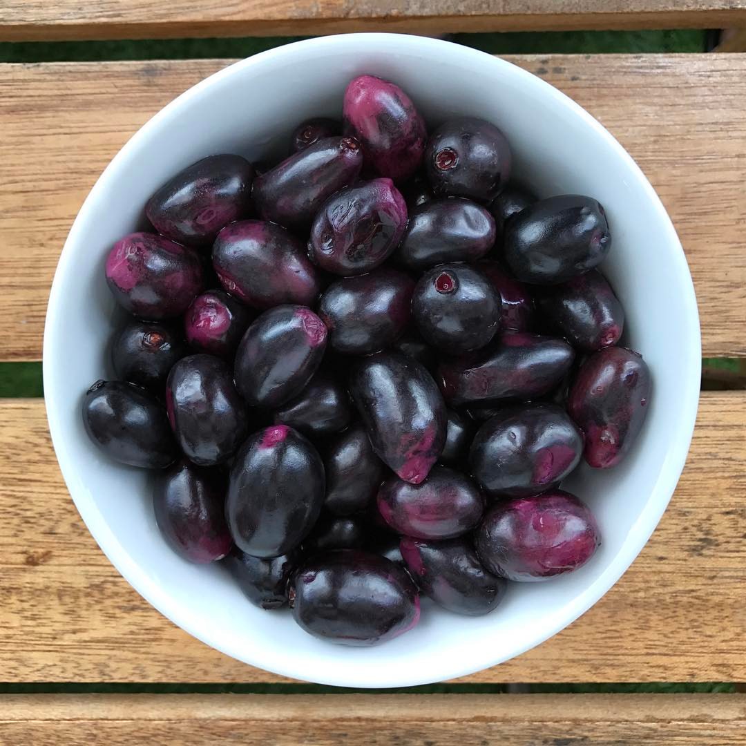 mosbatboy's tweet photo. احتمالا اکثر شما تاحالا این میوه خوشمزه ی تابستونی جنوب رو نه دیدین و نه خوردین،ما بوشهریها بهش می گیم جَمبو ،بنفش است و وقتی میخوری لب و زبون بنفش میشه،تو این فصل سنگفرش پیاده رو برخی خیابونهای بوشهر بخاطرش بنفش میشن.تو هند و جنوب شرق آسیا خیلی محبوب است
#jamun #java_plum #duhat https://t.co/DuOLFo6qMY
