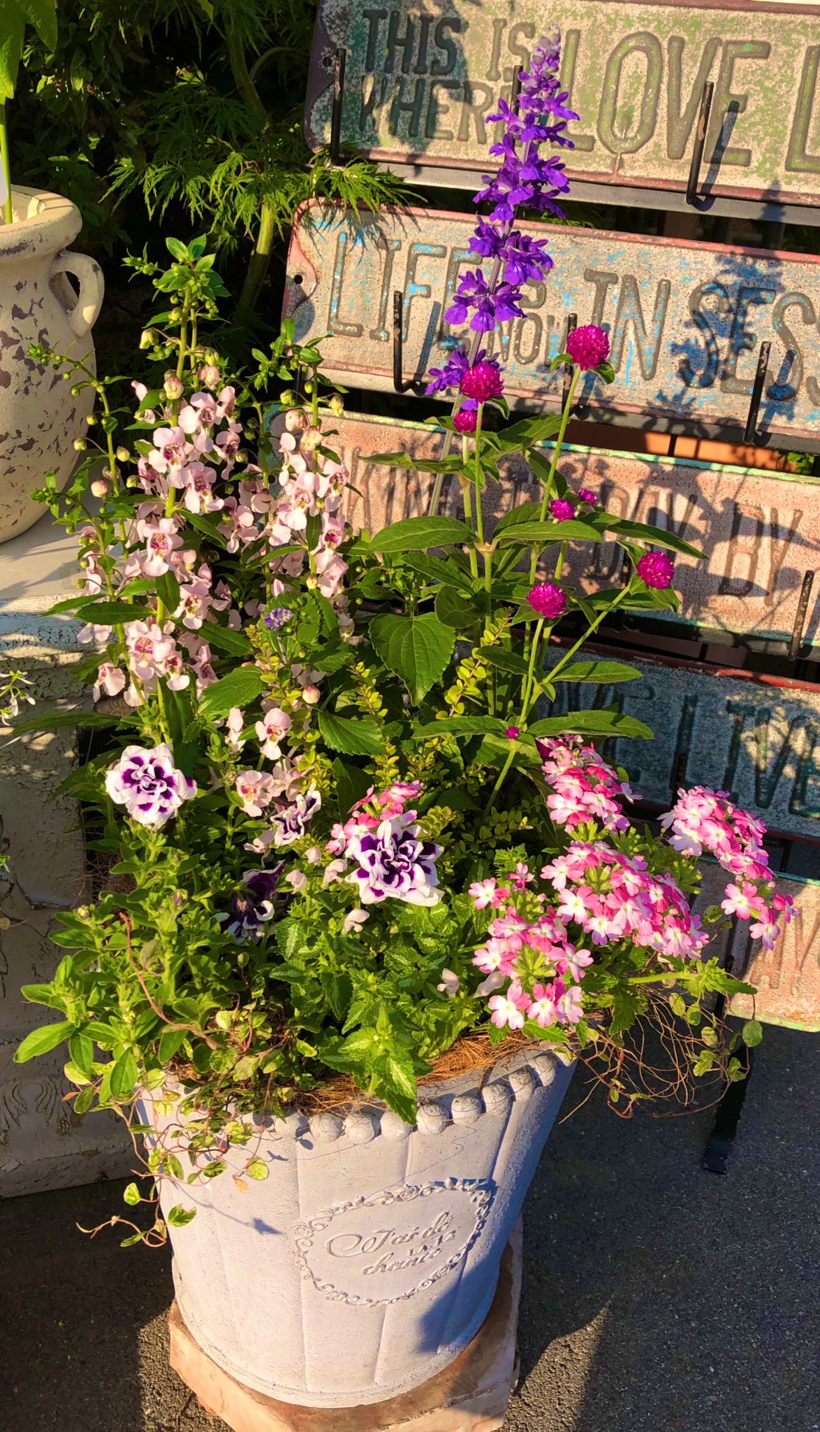 おれんじ にょ 寄せ植えつくりました その23 寄せ植え ファイバー 千日紅 ローズネオン サルビア ミスティックスパイヤーブルー アンゲロニア ペチュニア 花衣 バーベナ ラナイ ラミウム ワイヤープランツ スポットライト ロニセラ T