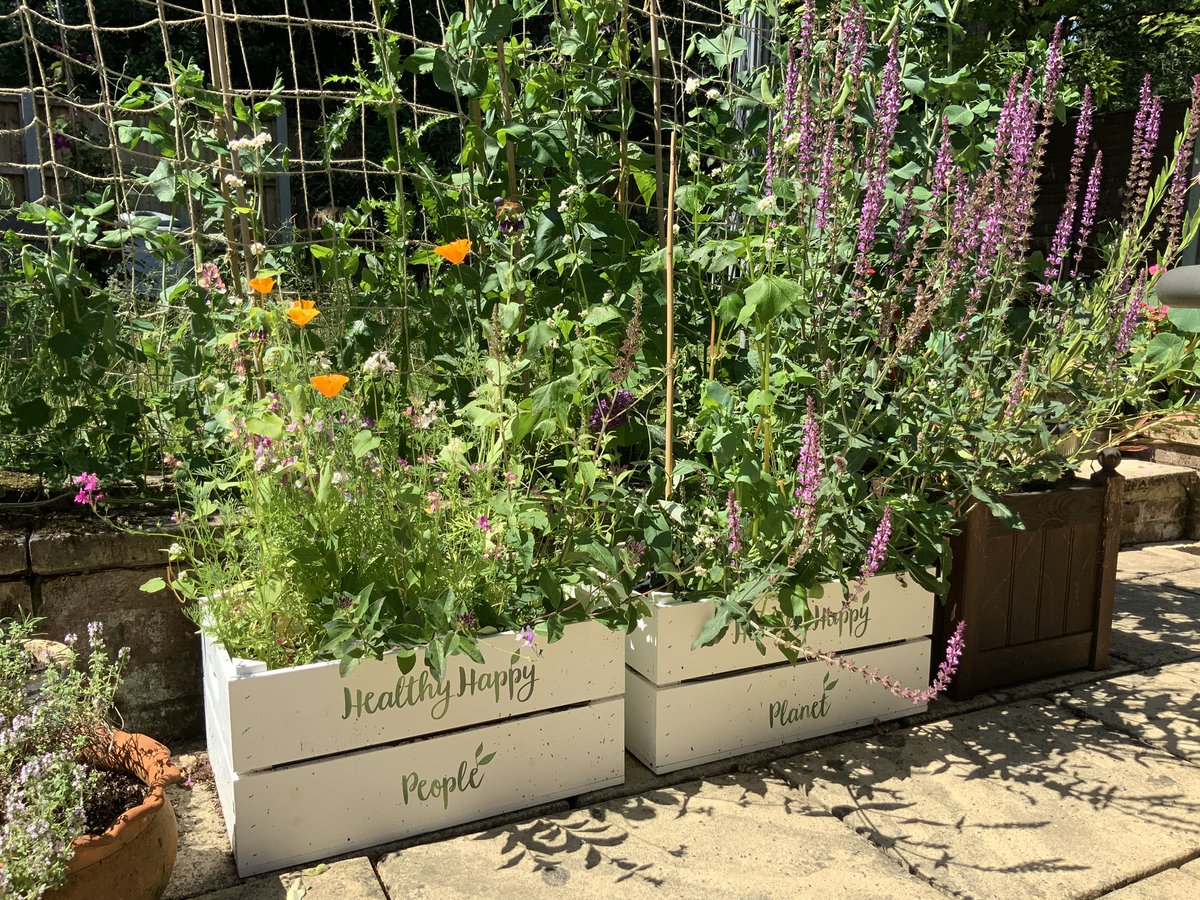 Finishing this thread as it started with the healthy happy people, healthy happy planet crates we planted at the start of lockdown. A reminder of the renewal, diversity and beauty that surrounds usLet’s keep exploring, appreciating and caring for our world #30DaysWild
