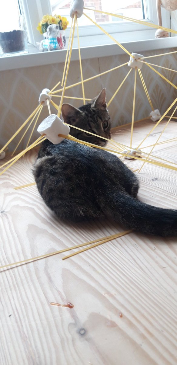 heap_liz's tweet photo. @GilberdykeRocks @kingfishers2020 And now the cats destroyed it! https://t.co/ecwK85NSSn