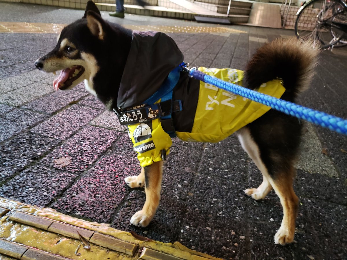 黒柴 まめたろう 4歳 ニューカッパ ついに到着したよ アウトドアブランドで有名なドッグフェイス ん ストリートブランドで人気のプップリーム ん のコラボです 黄色には防水では敵なし素材のパウテックス 8w8 はついてないんだよー 黒柴 まめたろう 4歳 ニューカッパ ついに到着したよ アウトドアブランドで有名なドッグフェイス ん ストリートブランドで人気のプップリーム ん のコラボです 黄色には防水では敵なし素材のパウテックス 8w8 はついてないんだよー