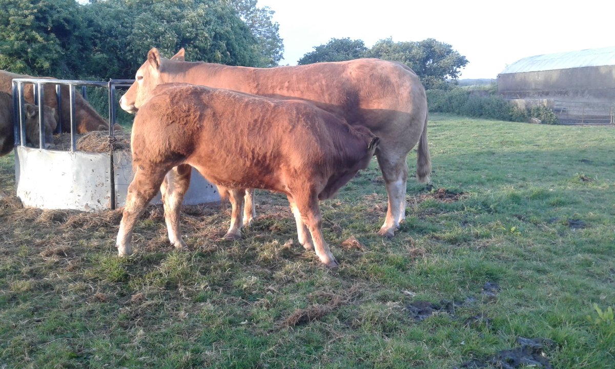 Ed O'Halloran tweet media