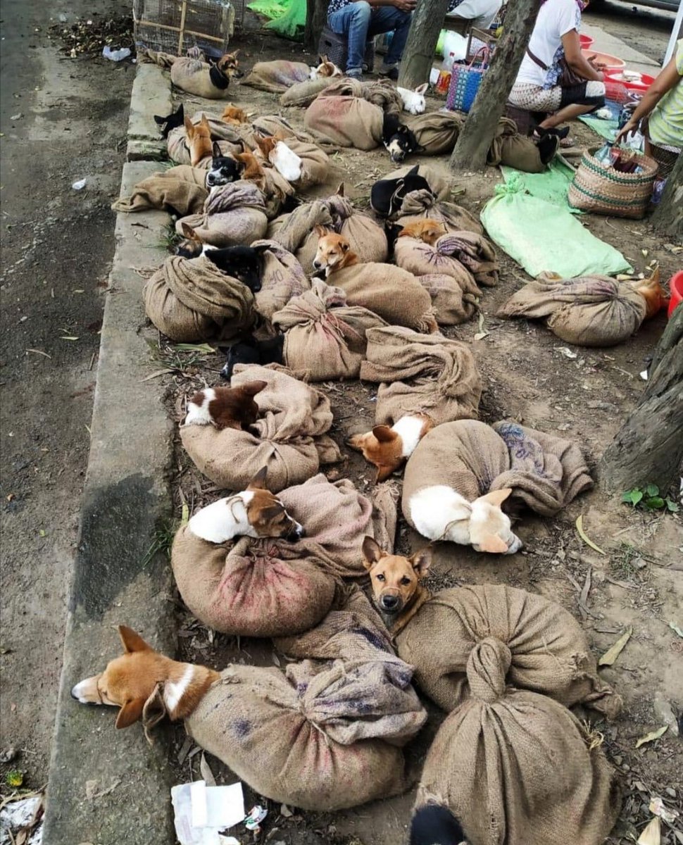 streetdogsof's tweet photo. 50K emails needed to stop this, email at csngl@nic.in - to stop all such practices of #dogmeattrade.
@narendramodi please help to stop this 🙏 @CmoNagaland @Neiphiu_Rio @DGP_Nagaland @Manekagandhibjp

#NarendraModi 
@rashmigautam27 @ShraddhaKapoor @TheJohnAbraham @AnushkaSharma https://t.co/Vgrhy2p8T8