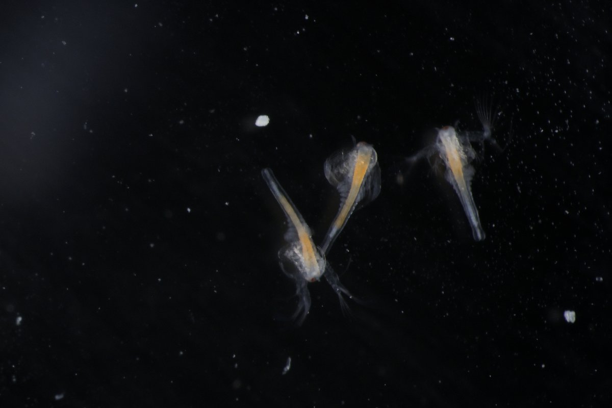 Twitter पर 小学８年生 8 9月号絶賛発売中 生まれて5日目ぐらいで子どもになります 幼体の動画はちょっと見づらいので写真で 大きさ２ ぐらい 目は一つ なのです 小学８年生 アルテミア シーモンキー 生きている化石