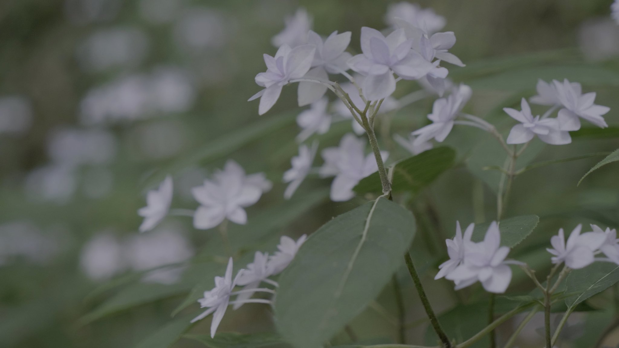 Suzuyan 摩耶自然観察園を散歩しました 幻のあじさい シチダンカ が咲いてた T Co O8ulxj9geg 六甲山 摩耶山 摩耶自然観察園 あじさい シチダンカ