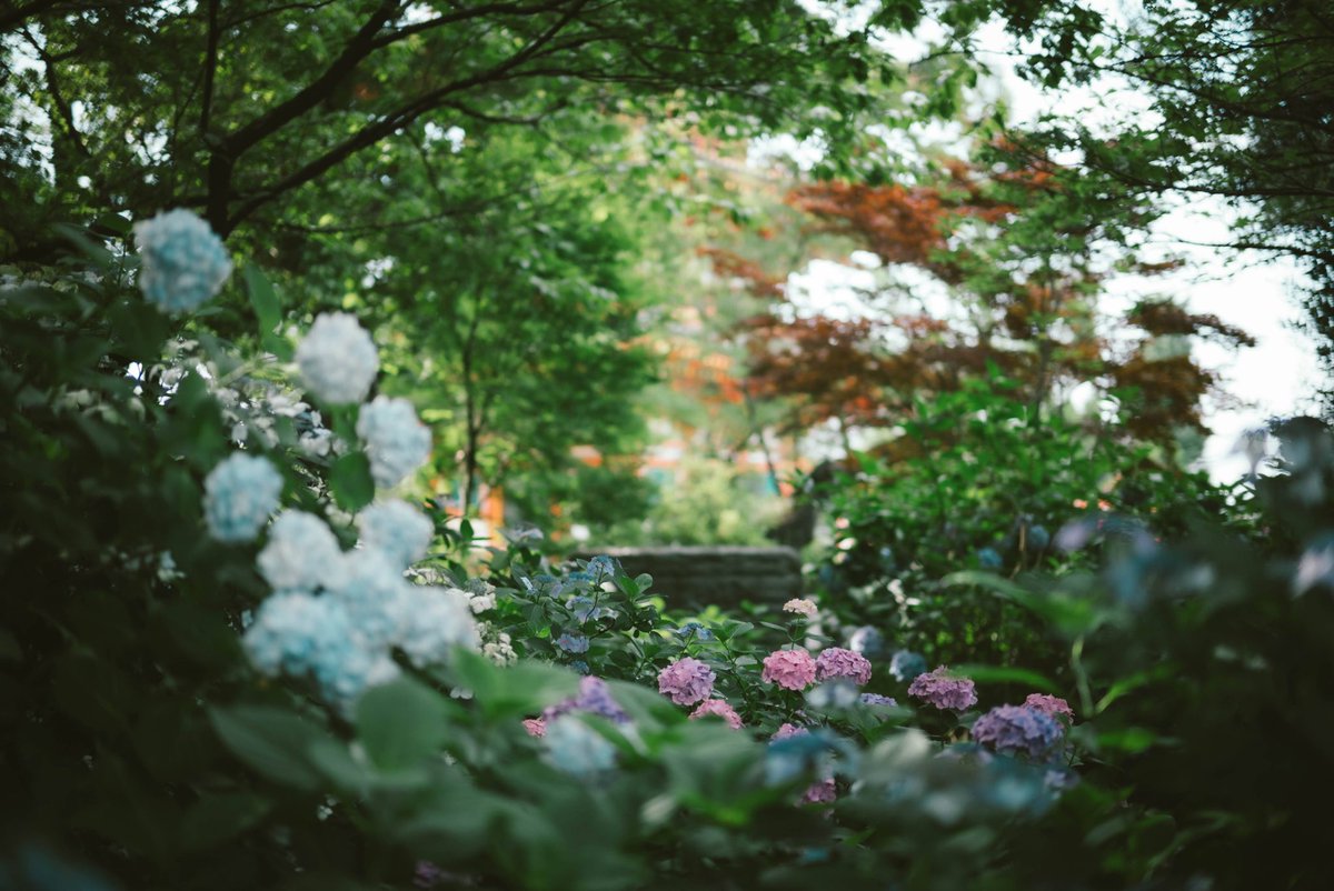 hope_GHRE16's tweet photo. 紫陽花@高幡不動尊
#mp240 #nokton50mmf12 #ultron35mmf2 https://t.co/1F45PKg76c