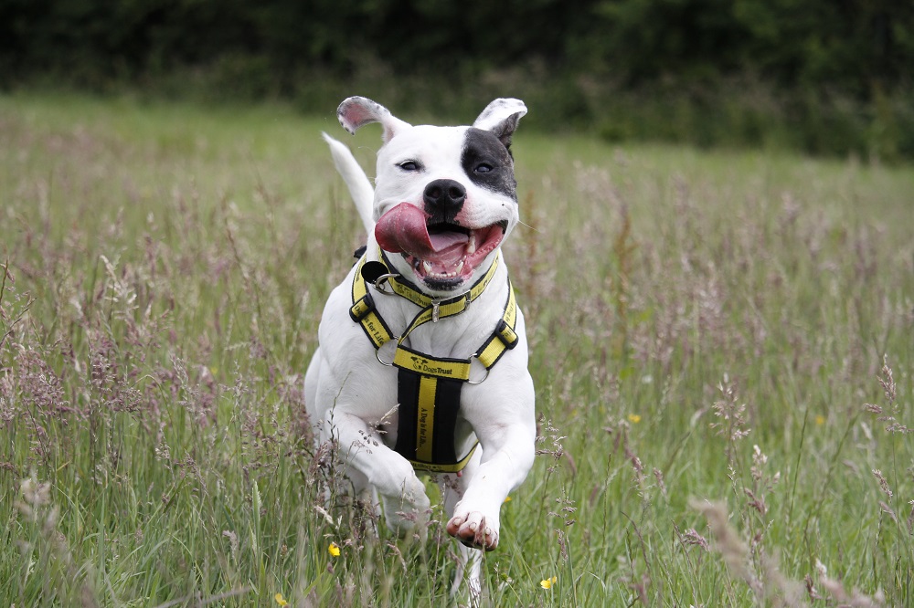 Happy #TongueOutTuesday from Bagel at <a href="/DT_Bridgend/">DogsTrust Bridgend</a> 👅🐶