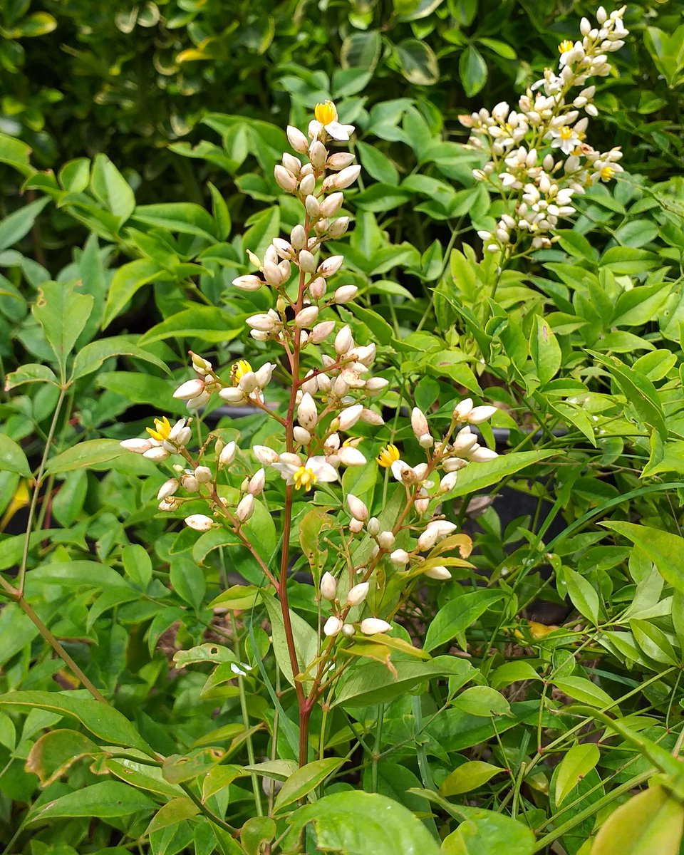 Her mevsim başka renk alan Nandina (Cennet Bambusu) yaz aylarında beyazımsı çiçekler açar, bunlar daha sonra küçük meyveciklere dönüşür 🌱🌸🌿 Nandina Domestica Egepark Fidancılık'ta.

#nandina #nandinadomestica #cennetbambusu #çiçek #peyzaj #landscape #nature #doğa #istanbul
