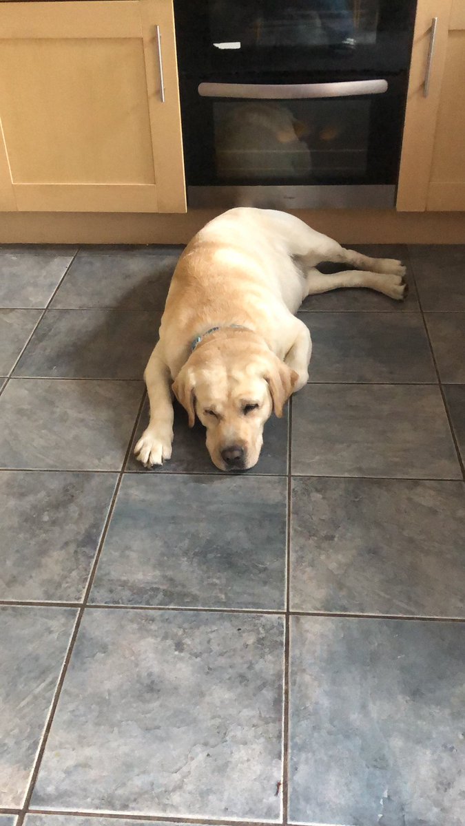 tabletopblog's tweet photo. Tuesday dog tax

#yellowlab #goodboy #bgg https://t.co/EFsnIJMLoK