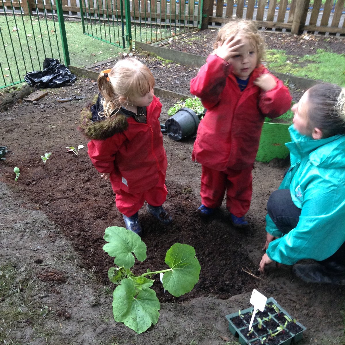 JohnsonFoldCPS's tweet photo. Nursery have had a fabulous morning playing and working hard outside. They have planted all sorts of different vegetables and built dens. Miss Tabener and Miss Gregory were very impressed with all the children. We are too!
#EYFS #outdoorlearning #lovingthemud https://t.co/qOGAox2M0r