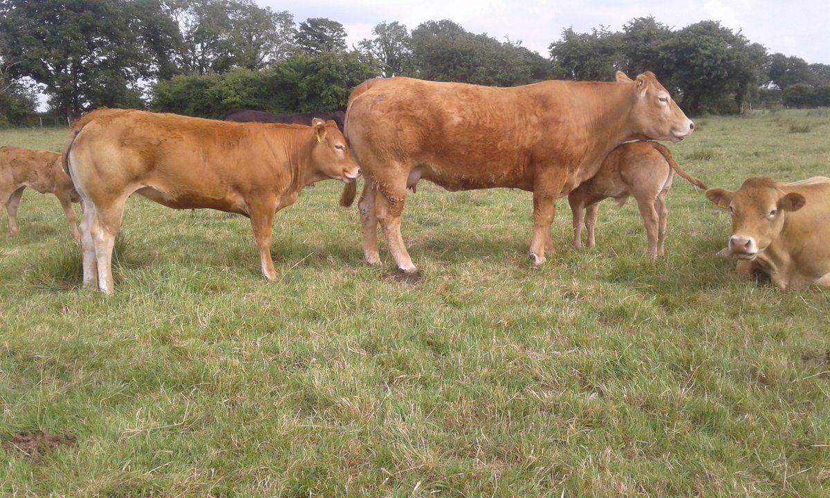 Ed O'Halloran tweet media