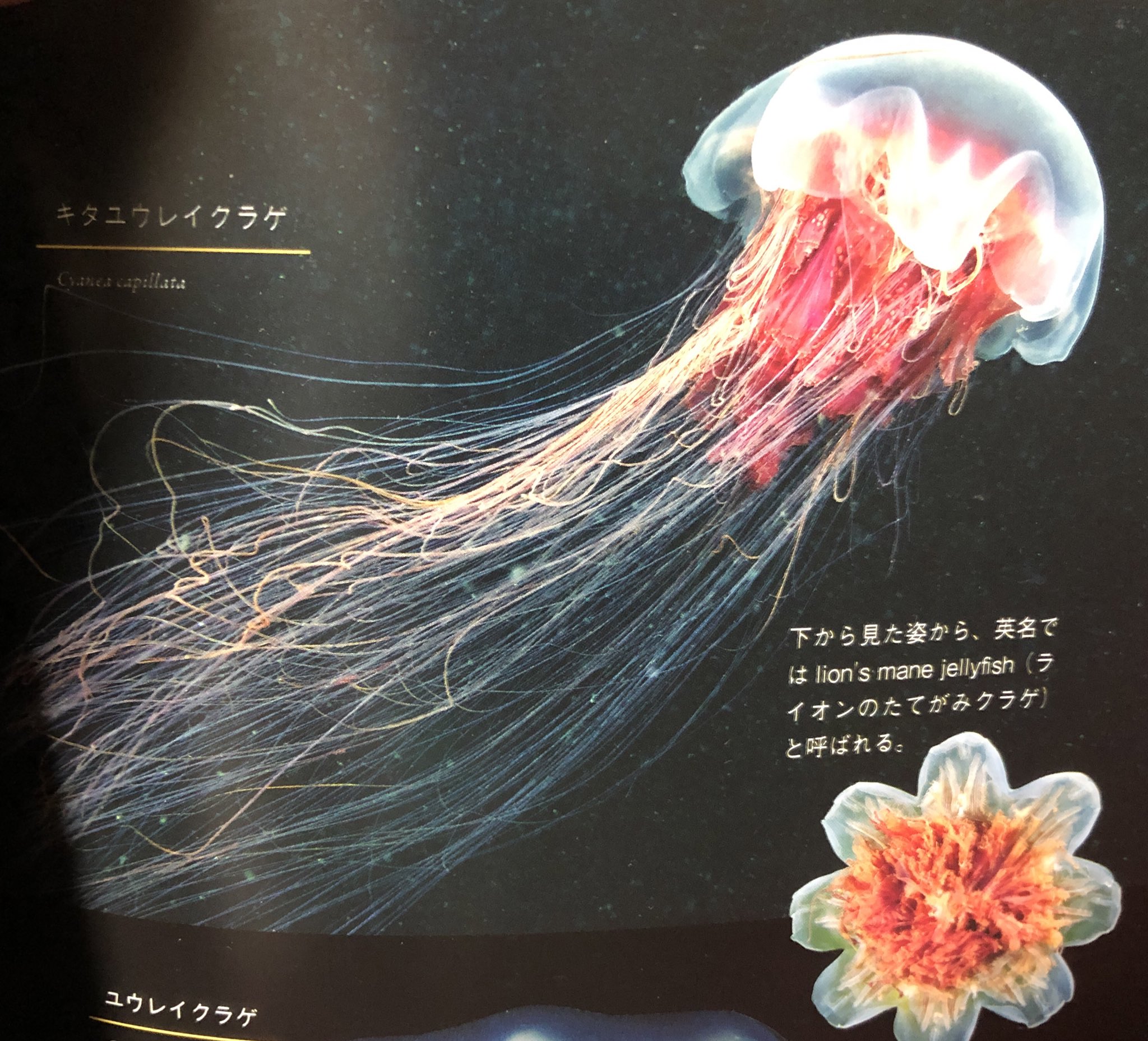 結城尚 昨日の深海生物を語っていきます ライオンのたてがみクラゲ キタユウレイクラゲです 傘の直径だけで約50cmになる大型クラゲです シロナガスクジラに匹敵する大きさである 他のクラゲがいなくなるほど捕食してしまう 深海生物 深海 見
