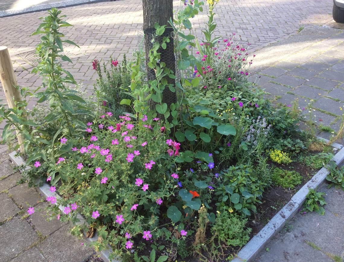 gem_groningen's tweet photo. Leuk, die enthousiaste reacties over #boomtuinen. Zoals die van een bewoonster uit de Akkerstraat, die ons mailde: “Wat kan er véél op zo’n klein stukje grond! Het valt menigeen op dat de straat zoveel fijner is geworden." Wil jij dit ook? Ga naar: https://t.co/0dhRFrzzkZ 🦋🐞 https://t.co/1e33gkyCVu