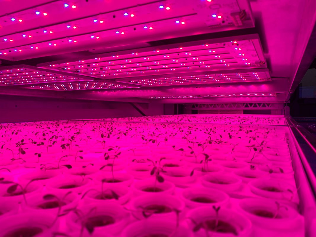 EUFoodE's tweet photo. Today we introduce #FoodE’s ALMA VFarm in Bologna 🇮🇪: an indoor vertical farm aimed at fostering #sustainable innovation in indoor farming technologies! 🌱

Want to know more about this pilot project? https://t.co/Be0Kt0iQm0

#ThinkGlobalEatLocal #VerticalFarming #sustainability https://t.co/rnDi9W4o9w