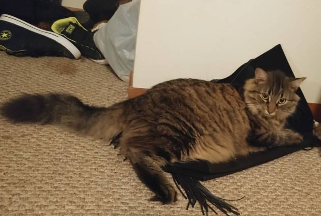 Cats Luver tweet media