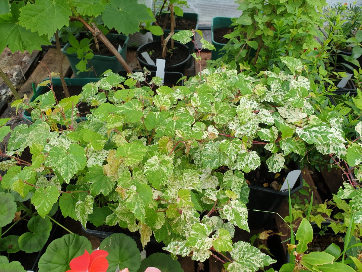 dustymears's tweet photo. #chuffed Another @GardeningAngels   #hydropod experiment with beautiful Porceline Vine cuttings. Eventully be foliage with cut flower border @jpmoseley 1 for you 🙂 https://t.co/DjJoQ2fhFY