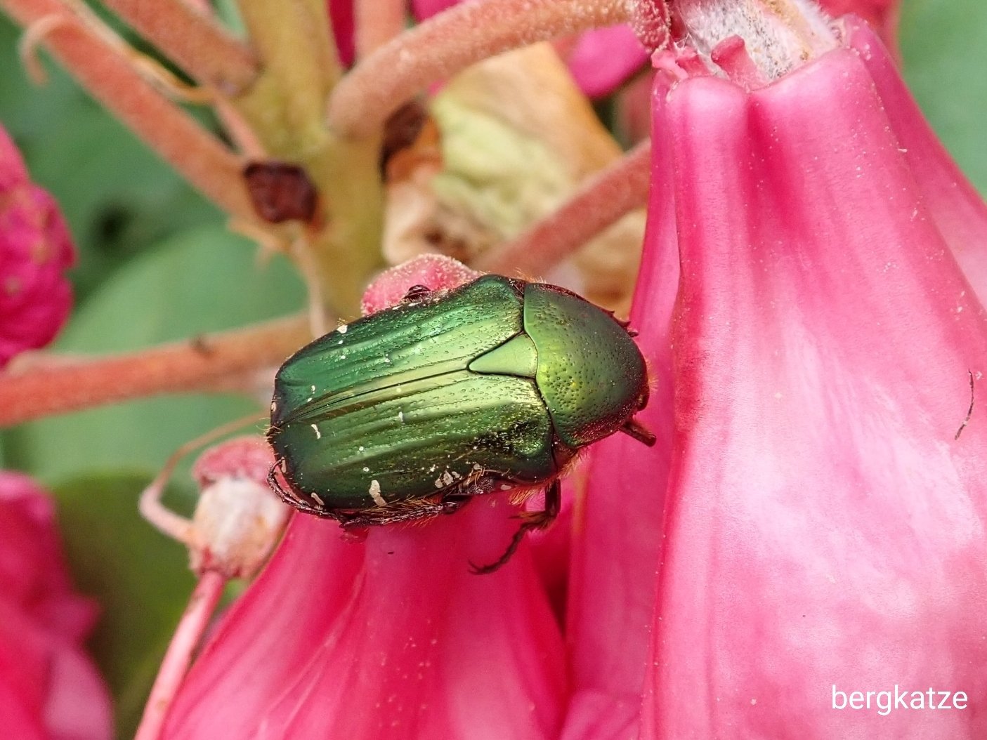 Bergkatze べるくかっつぇ アオハナムグリ Cetonia Eucetonia Roelofsi Roelofsi Harold 10 ヒメエンマムシ属の１種 Margarinotus Sp 鞘翅 コガネムシ科 アオハナムグリ エンマムシ科 T Co 2ikopbrwr9 Twitter