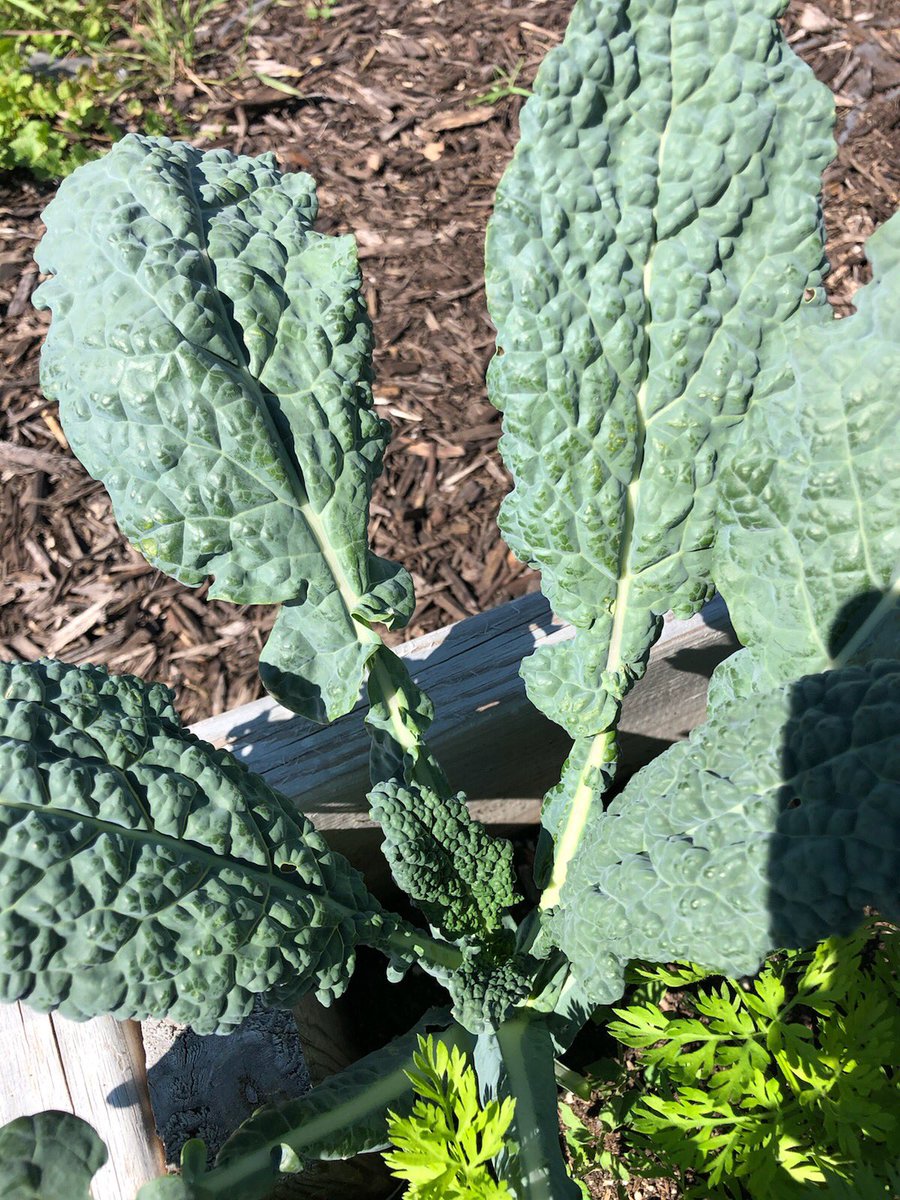 Dinosaur Kale is coming along nicely.  Our fresh produce is just about ready from our farm to your table.