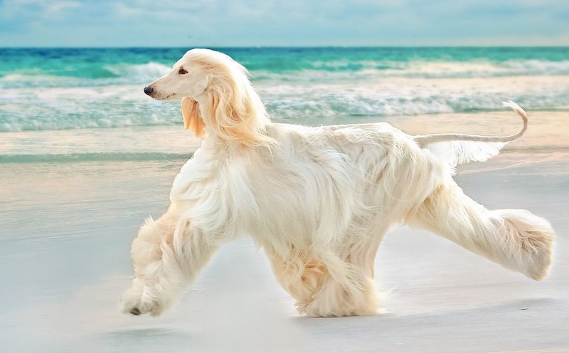 Afghan hounds (also generally acknowledged as the dumbest dog breed)