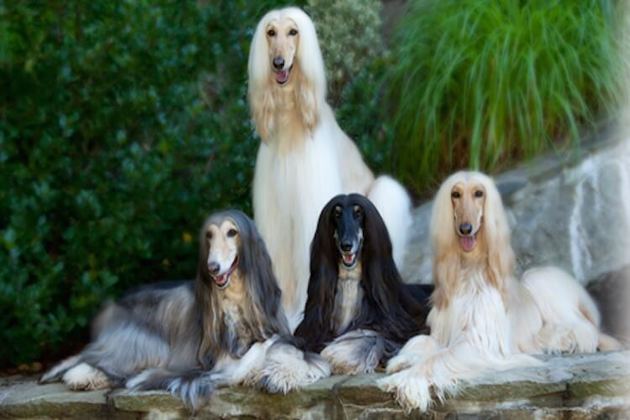 Afghan hounds (also generally acknowledged as the dumbest dog breed)
