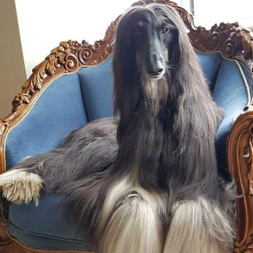 Afghan hounds (also generally acknowledged as the dumbest dog breed)