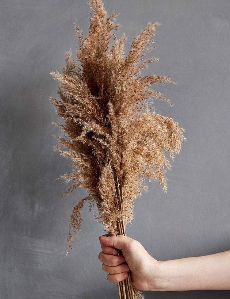 NurAqilahNadila's tweet photo. Hi guysss! Selain dari Nude Extra Fluffy Pampas Grass, we also have Dark Brown Pampas Grass ✨ so anyone yang nak beli pampas grass yang tengah trend ni, boleh DM kite ok 💋 https://t.co/7rHUuRW7Ca