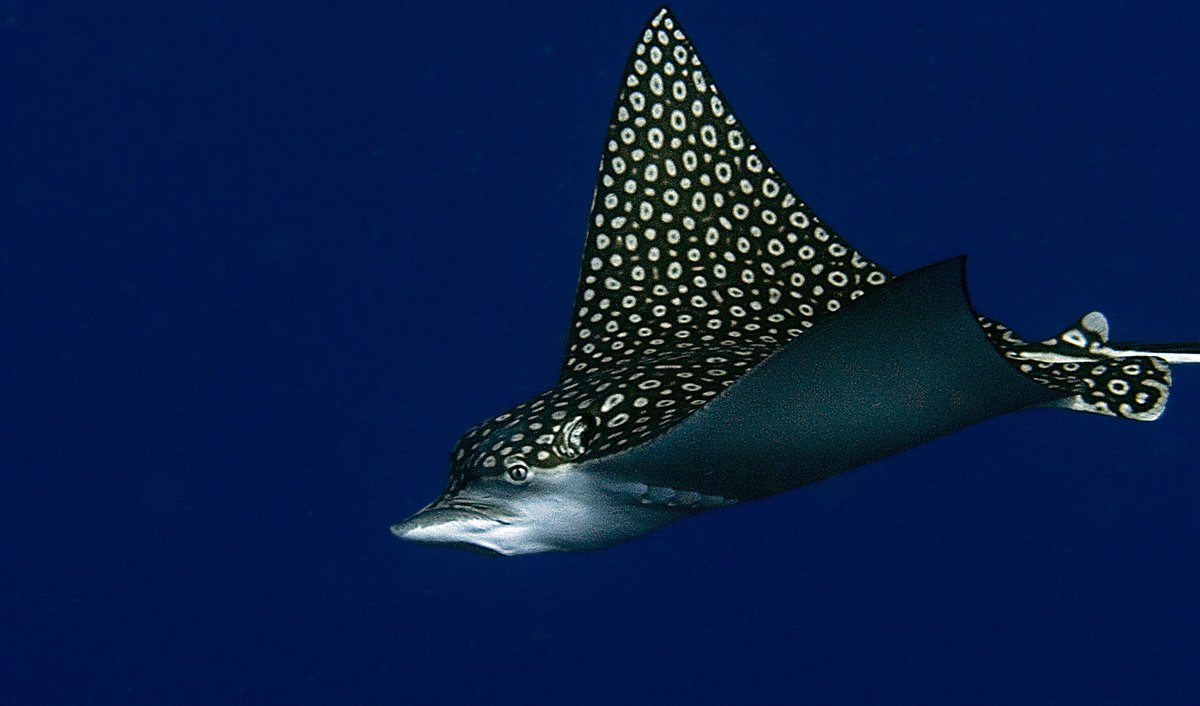 Spotted eagle rays