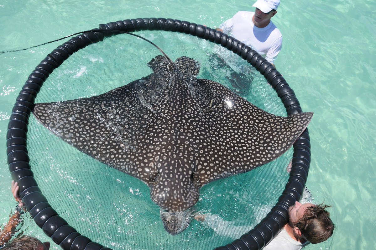 Spotted eagle rays