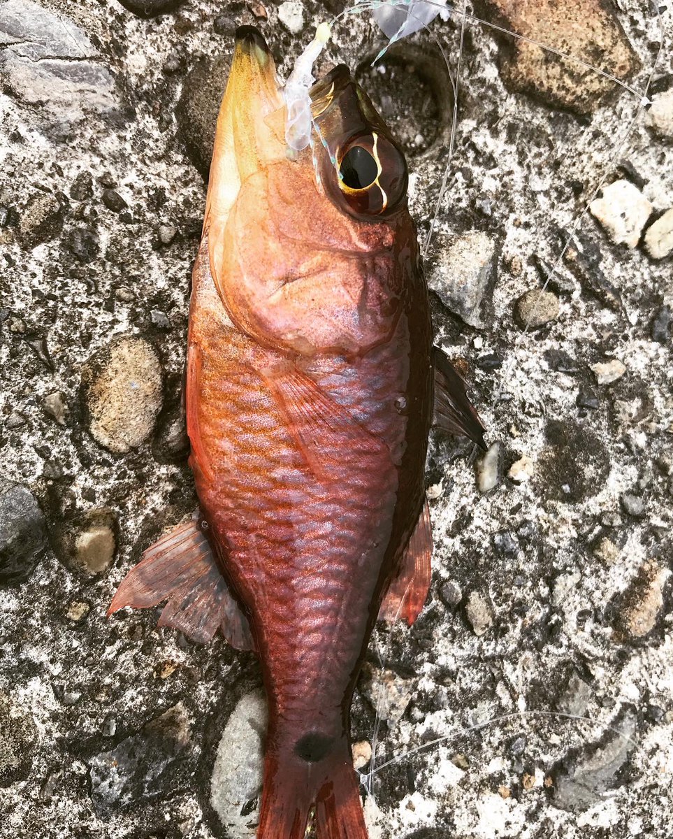 pontass_pon's tweet photo. ロックフィッシュしてみたくって🎣
あたしは全然釣れなくて‥撃沈。。
けど、お魚さんは釣れたので
楽しかった😌ハタ釣りたい!!リベンジだ!!🔥
長旅お疲れさまでしたん
#ロックフィッシュ
#釣り好き
#海釣り
#fishing
#whimtip https://t.co/AhreECzvfA