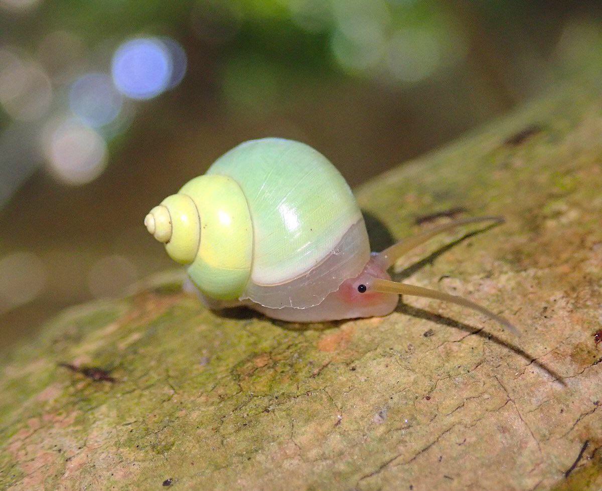 White tree snails