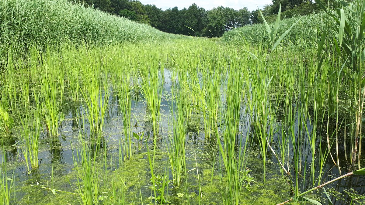 waterecologie's tweet photo. Kleine lisdodde slaat goed aan in de #waterharmonica @wddommel. Geen vraatschade; kleine plantjes diep aangeplant. Peil weer hoger gezet. #nattelandbouw #waterzuivering @CarbonConnects https://t.co/GuotpxIFdY