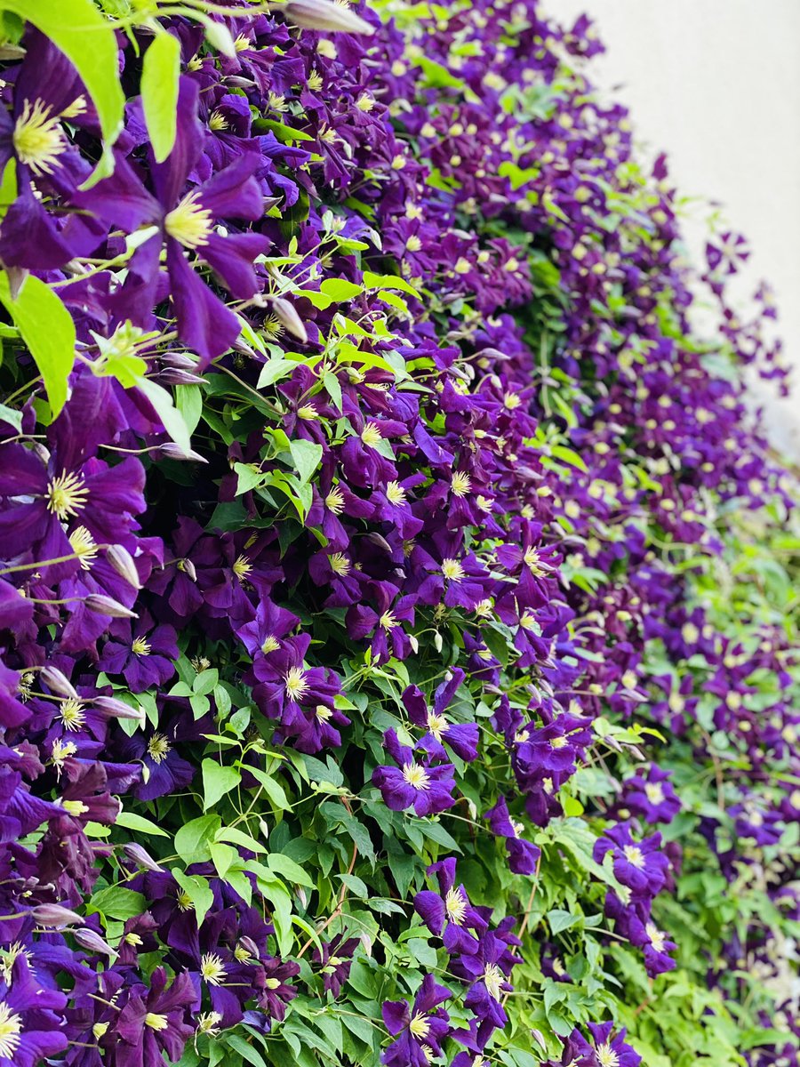 katedurrgardens's tweet photo. My Clematis Etoile Violette is earning her keep this year, in all her rich violet glory. She clothes a rather dull rendered wall of our old farmhouse with her velvety, exotic tones. Vigorous, bomb-proof, easy and do free-flowering, what’s not to love?  #etoileviolette #gooddoer https://t.co/avqB2EpvaX
