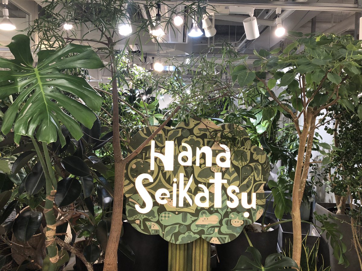 Hanaseikatsu ジャングル インテリアグリーン Hanaseikatsu サッポロファクトリー 花生活 観葉植物 T Co Sy69zves1u Twitter