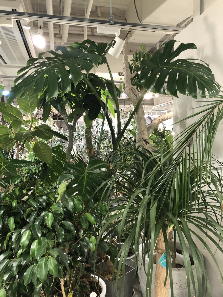 Hanaseikatsu ジャングル インテリアグリーン Hanaseikatsu サッポロファクトリー 花生活 観葉植物 T Co Sy69zves1u Twitter