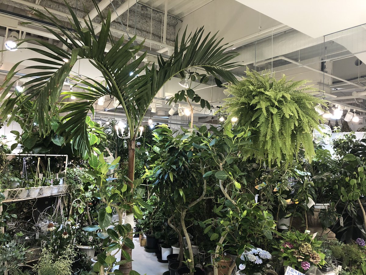 Hanaseikatsu ジャングル インテリアグリーン Hanaseikatsu サッポロファクトリー 花生活 観葉植物 T Co Sy69zves1u Twitter
