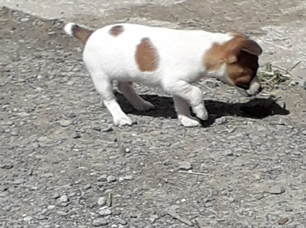 Between 27-28 June a shed in Rosegreen #Tipperary was broken into and a number of tools were stolen as well as an 11 yr old black &amp; brown terrier &amp; a 12 week old brown &amp; white terrier puppy. 

Anyone with info or if asked to purchase the dogs, pls contact Cahir GS on 052-7445630
