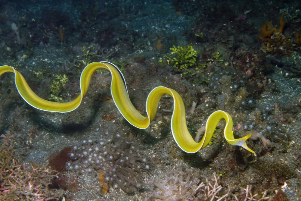 Ribbon eels