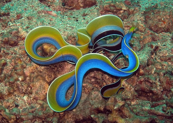 Ribbon eels