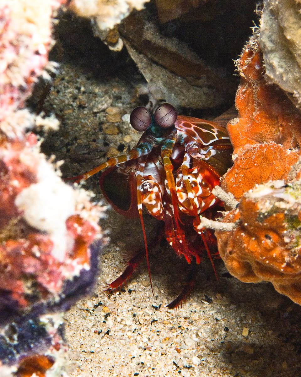 Peacock Mantis Shrimp, Odontodactylus scyllarus. Mantis Shrimps are not true shrimps and belongs to the order Stomatopoda. Their name is due to their resemblance to the Praying Mantis. #fintasticbeasts #underwaterphotography #maldives #marineinvertebrates