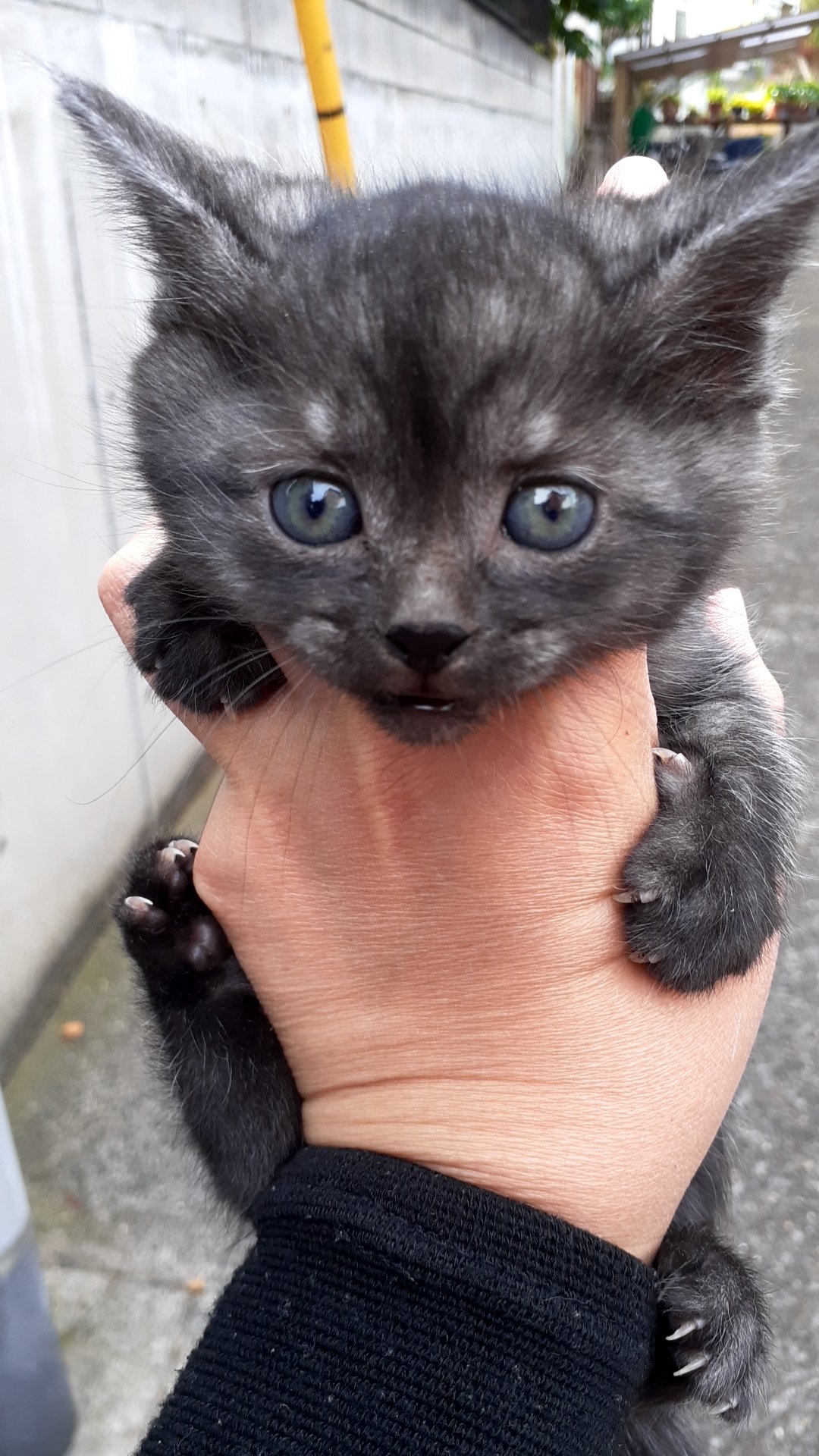 3 Mnk 7 たまたま聞こえた鳴き声 最初の子猫達を発見 無事に保護 お友達に連絡したら 直ぐ里親になってくれた ありがとう 無事に保護 初めての捕獲 川口市動物病院高すぎ 野良猫 子猫保護 野良子猫 子供達協力 3 Mnk 7 たまたま聞こえた鳴き声 最初の子猫達を発見 無事に保護 お友達に連絡したら 直ぐ里親になってくれた ありがとう 無事に保護 初めての捕獲 川口市動物病院高すぎ 野良猫 子猫保護 野良子猫 子供達協力