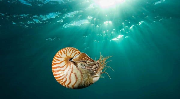 Chambered nautiluses